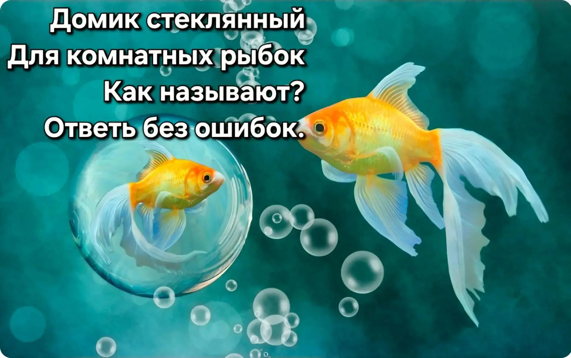 "Рыбный день" в 3 группе "Смешарики" 😊