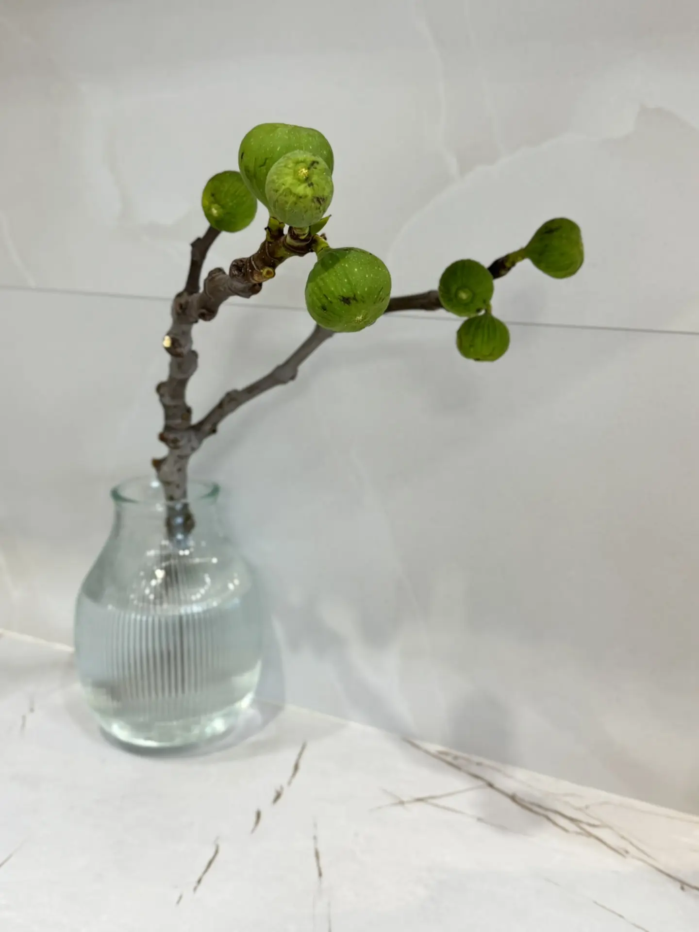 🌿Графика природы в вашем доме