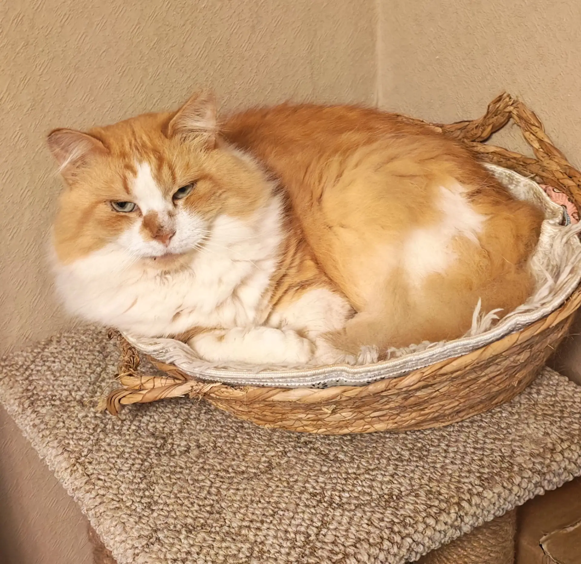 Мы не так давно рассказывали, как дела у Руфуса, о том, что три недели назад ему удалил...