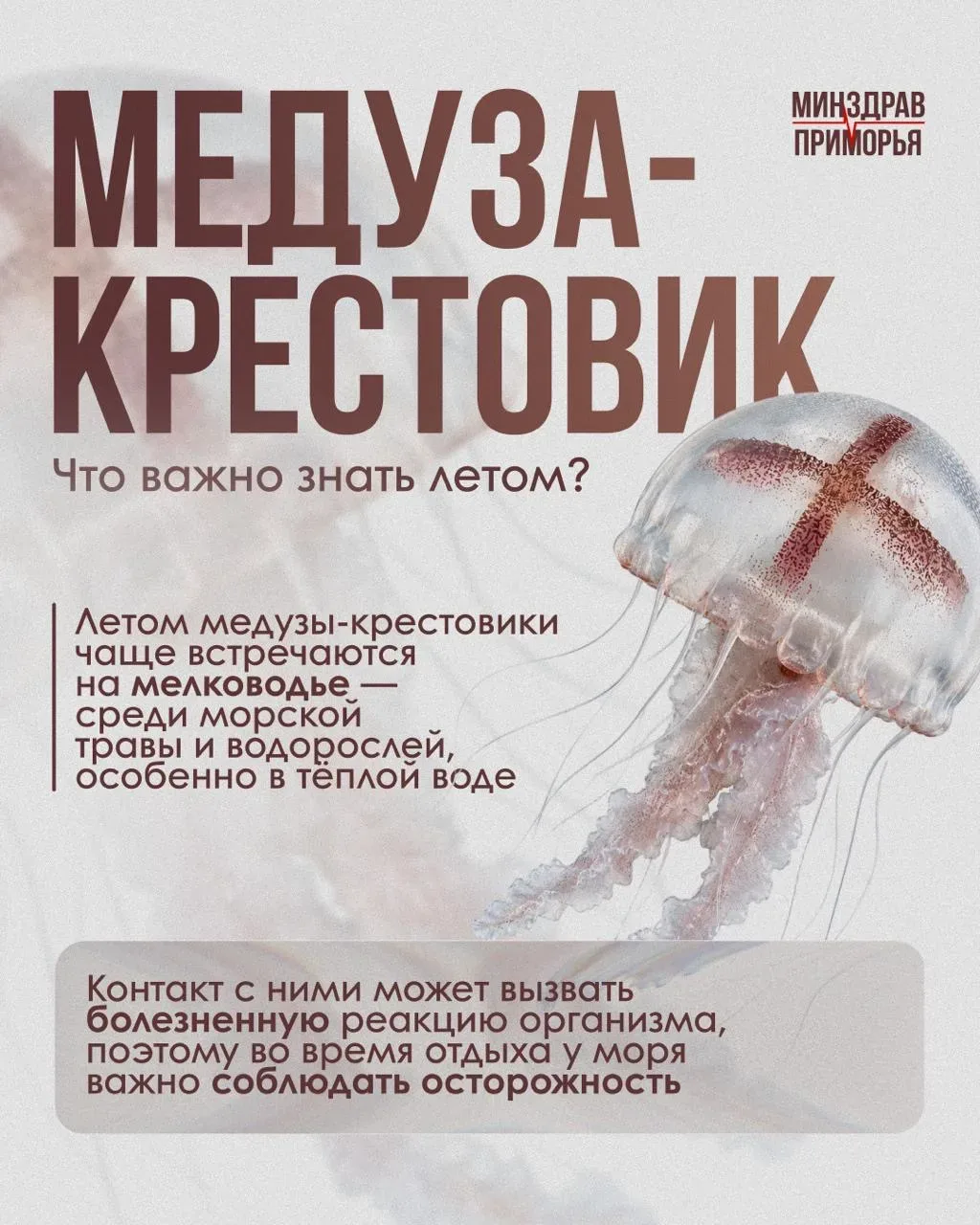Летом в прибрежных водах Приморья можно встретить медузу-крестовика. Чаще всего она обитает на мелко
