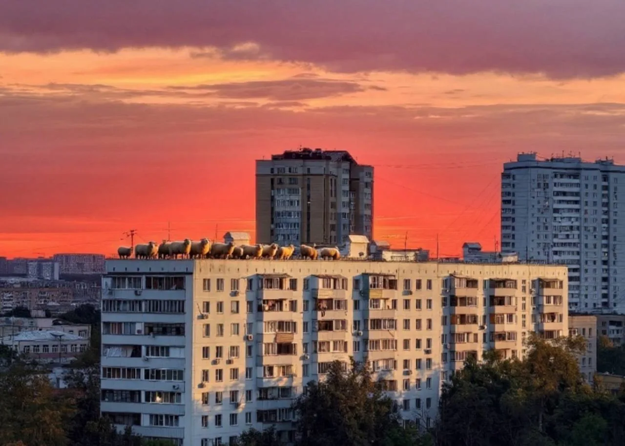 Фото заката от Дмитрия, но с креативным подходом от соседки.