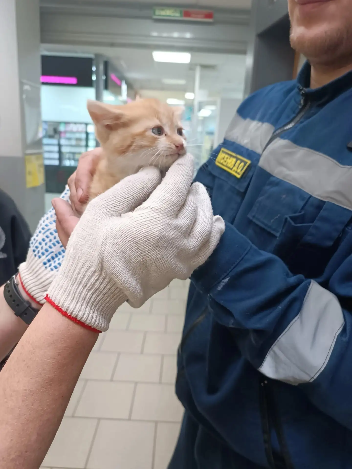 🐈 В Кунгуре вчера дважды спасли котят — один пушистик залез в стену в ТЦ «Лидер» на ул...