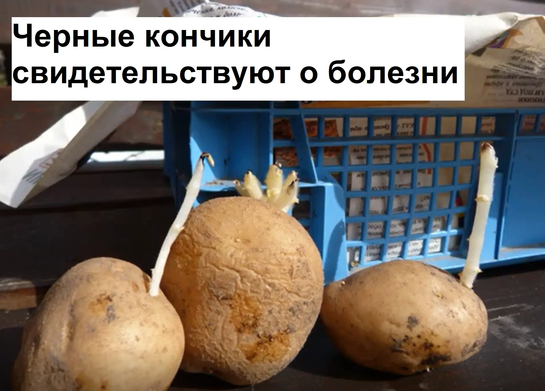 Дорогие садоводы! Заранее сообщаем, то мнение автора может не совпадать в вашим.   Если вы когда-ниб