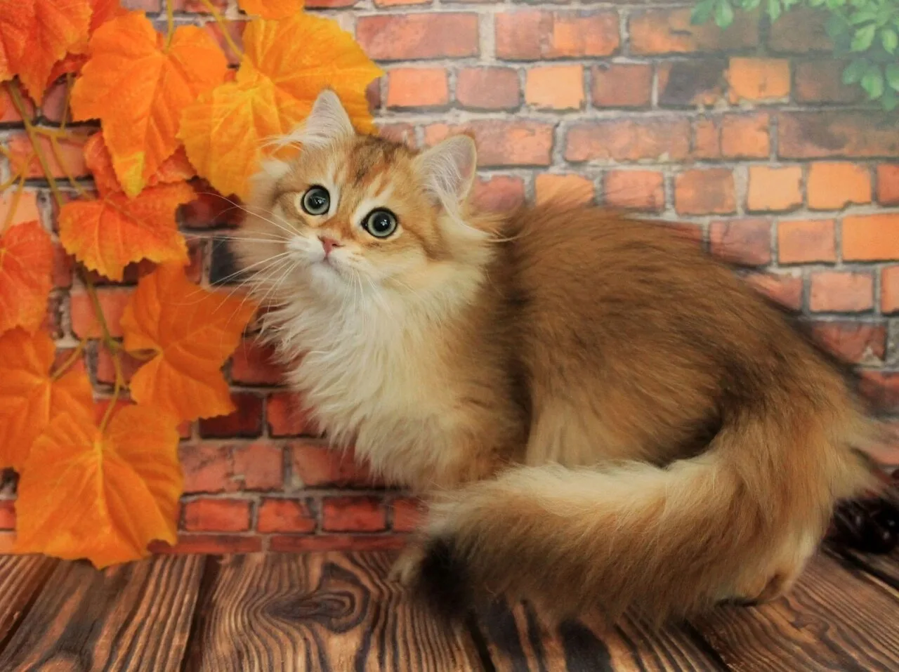 Продам британского кота, золотая шиншилла, Макеевка