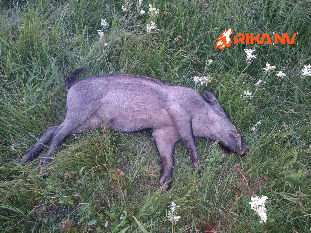 Напоминаем, что охота на кабана продолжается в Беларуси 😉🇧🇾