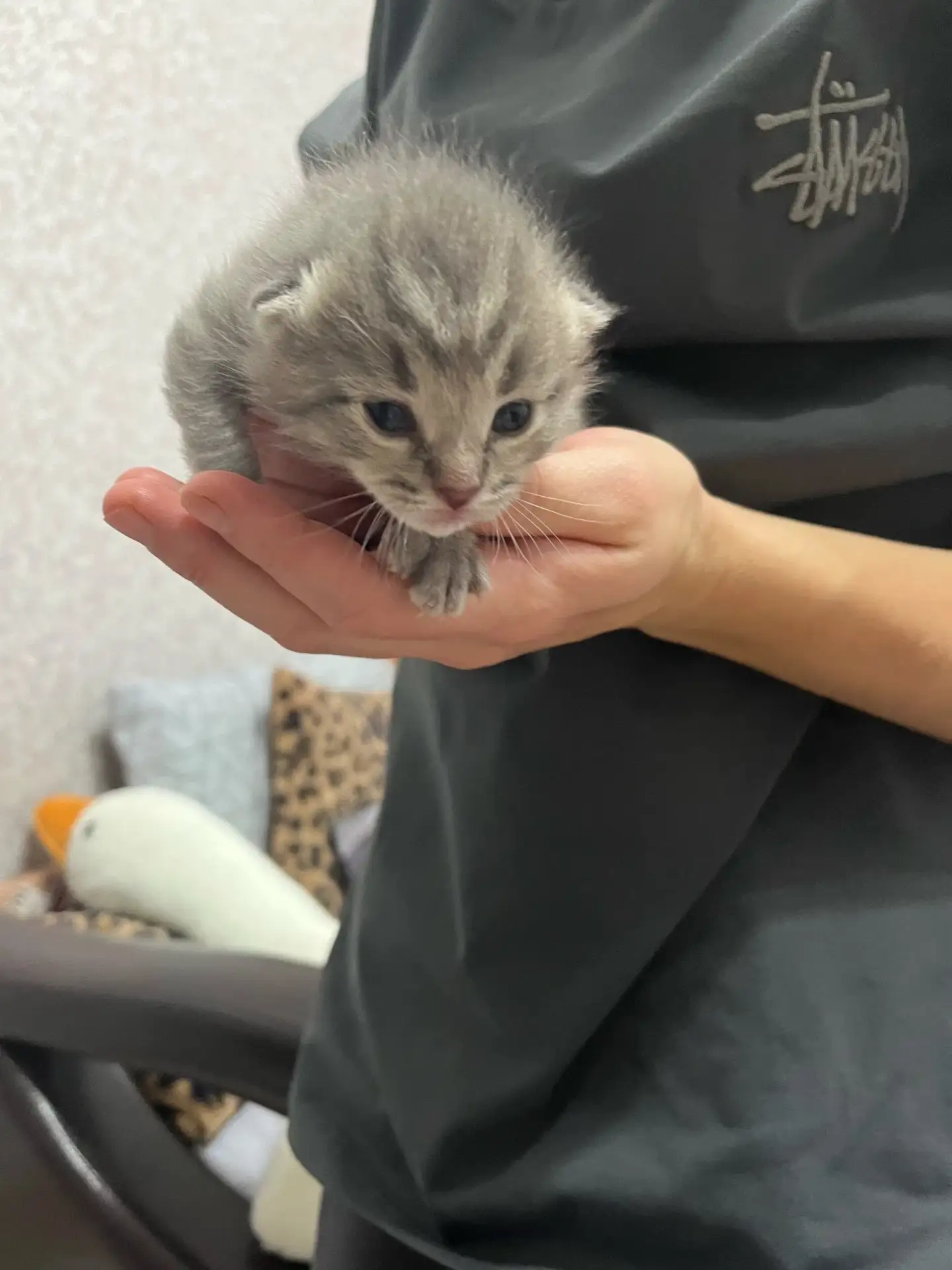 🐱Милые котята ищут семью!🐱
