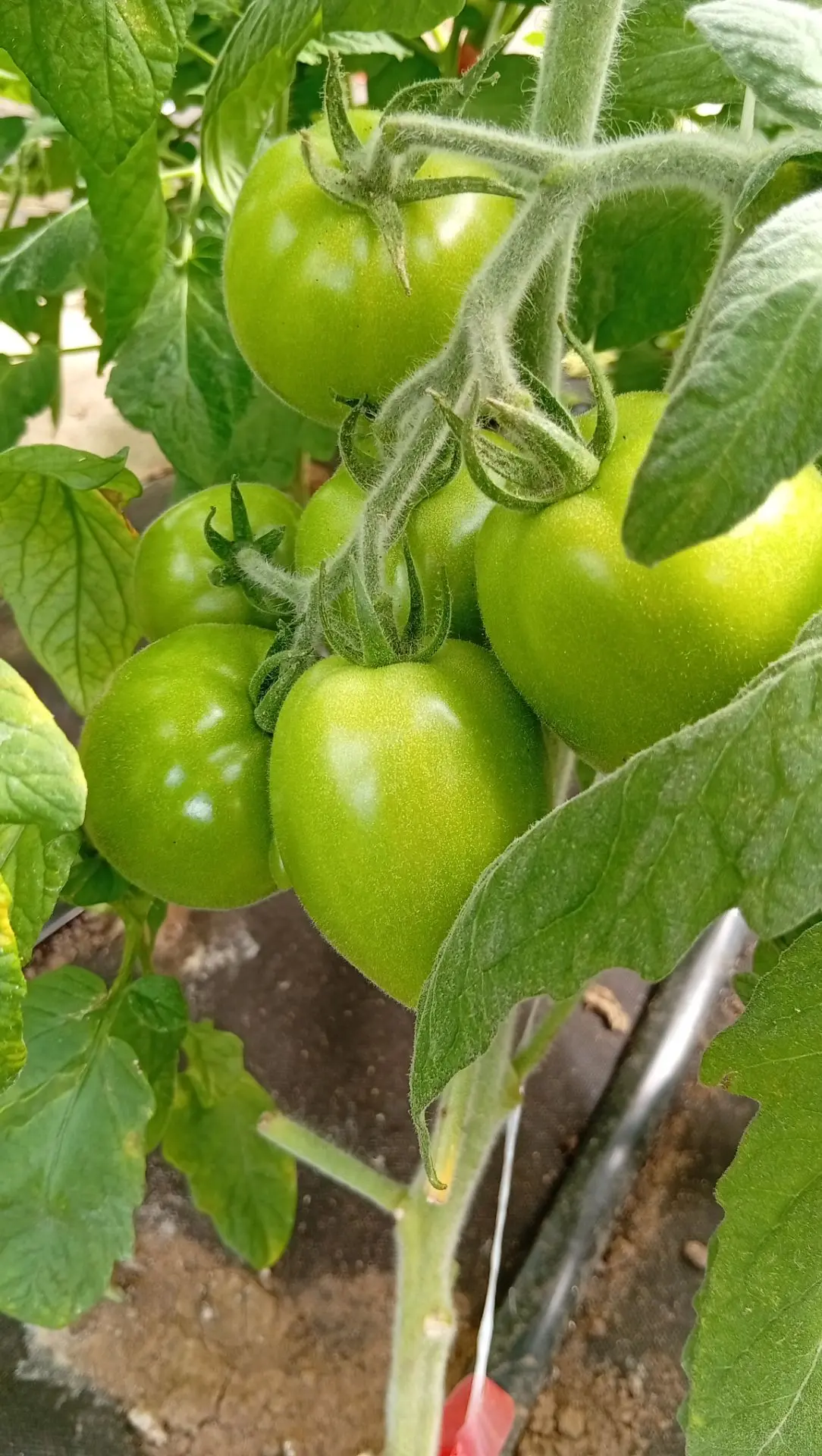 🍅Сударушка и моя «пушка» для супер-урожая!

Друзья, из года в год я повторяю об одном и том же сред