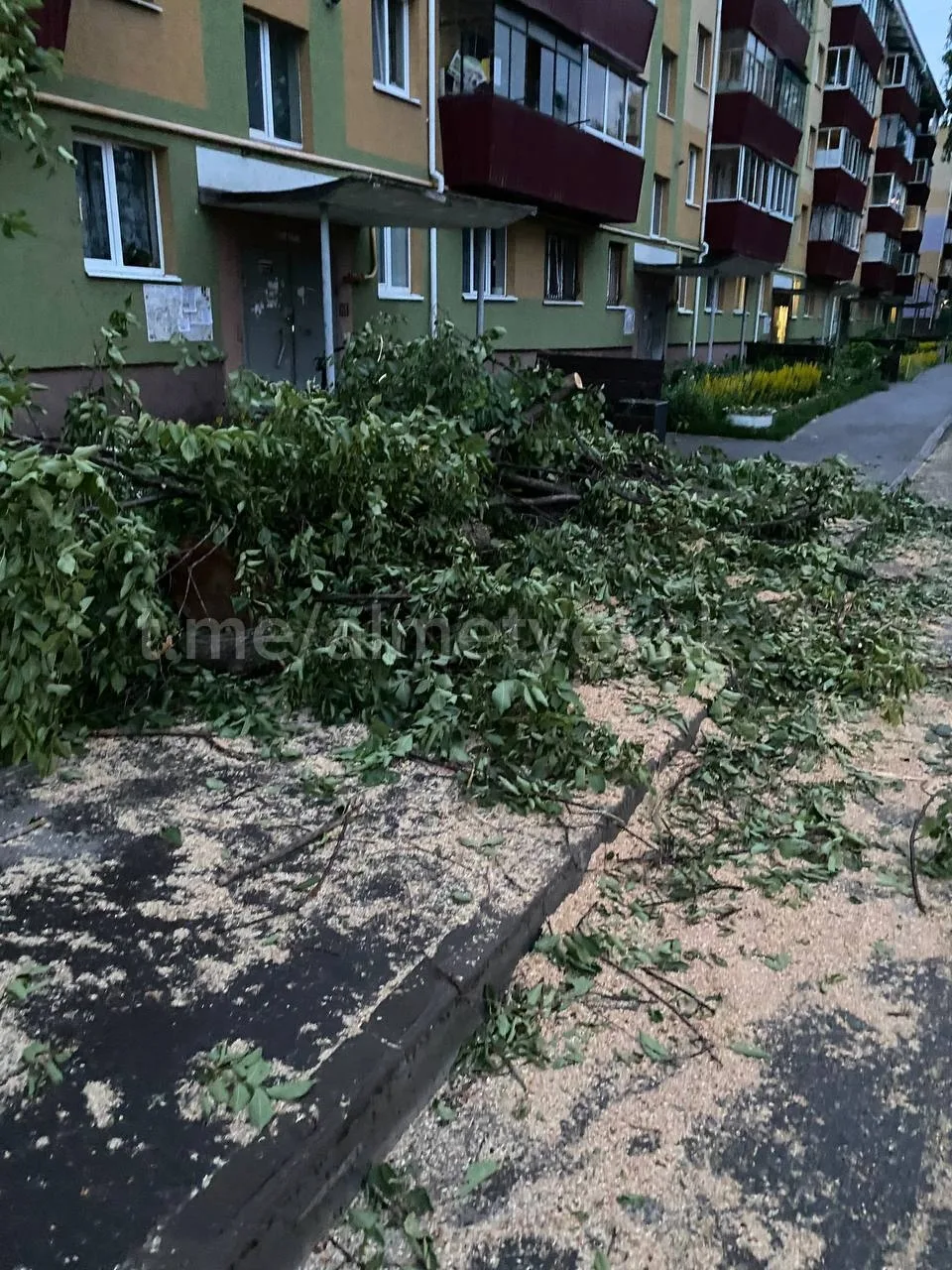 Валяются срубленные деревья на улице Гафиатуллина в Альметьевске