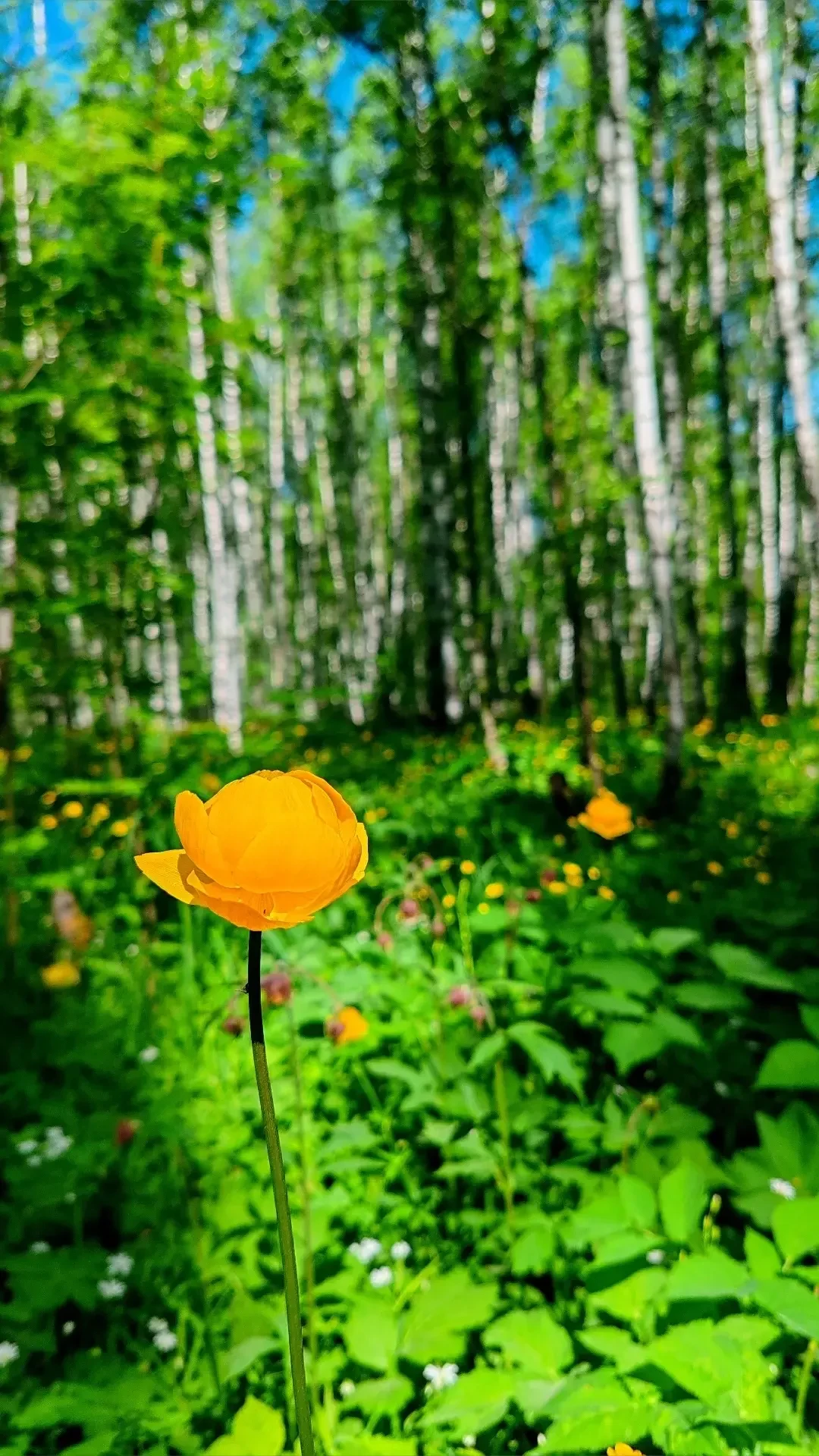 🥰 Яркий, зелёный Таганай