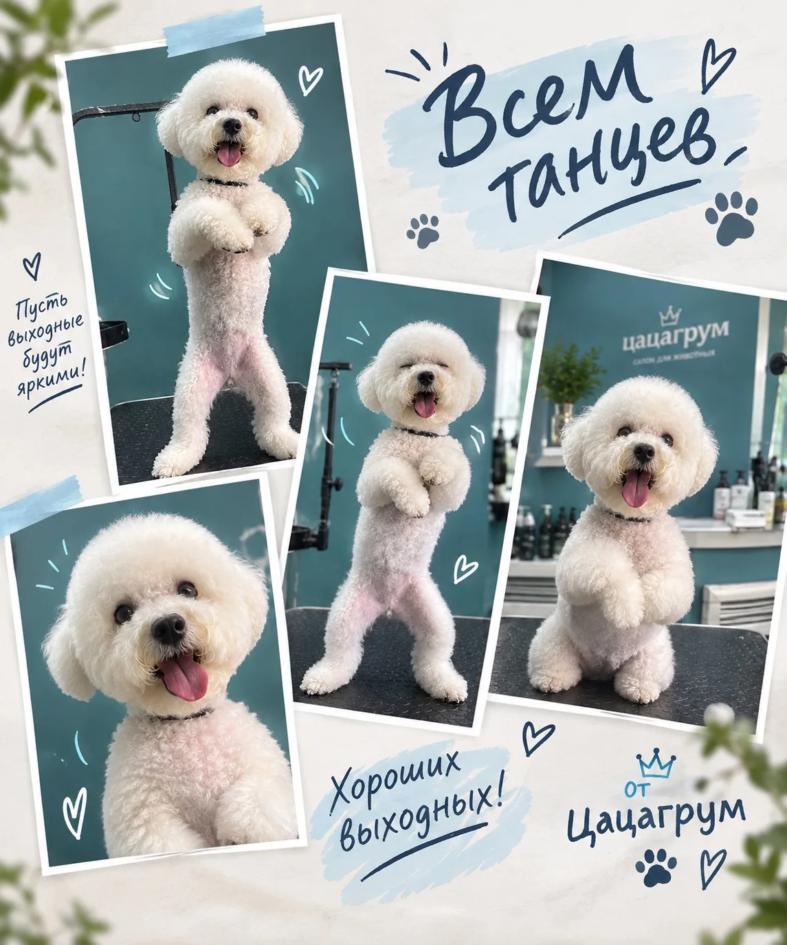 Вы посмотрите какой танцующий Бишончик у нас был! ❤️❤️❤️