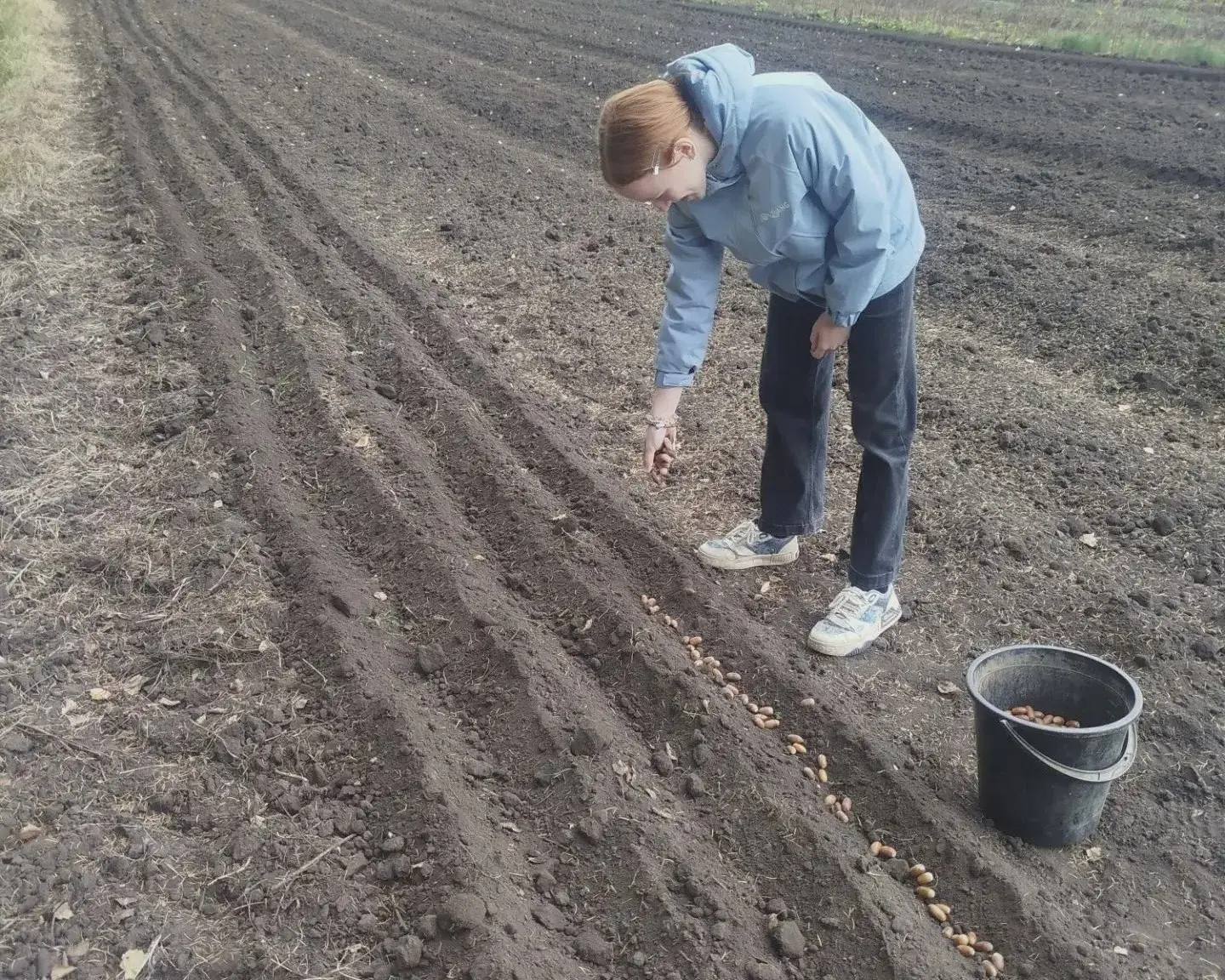 🌳 Из собранных желудей вырастут новые дубравы