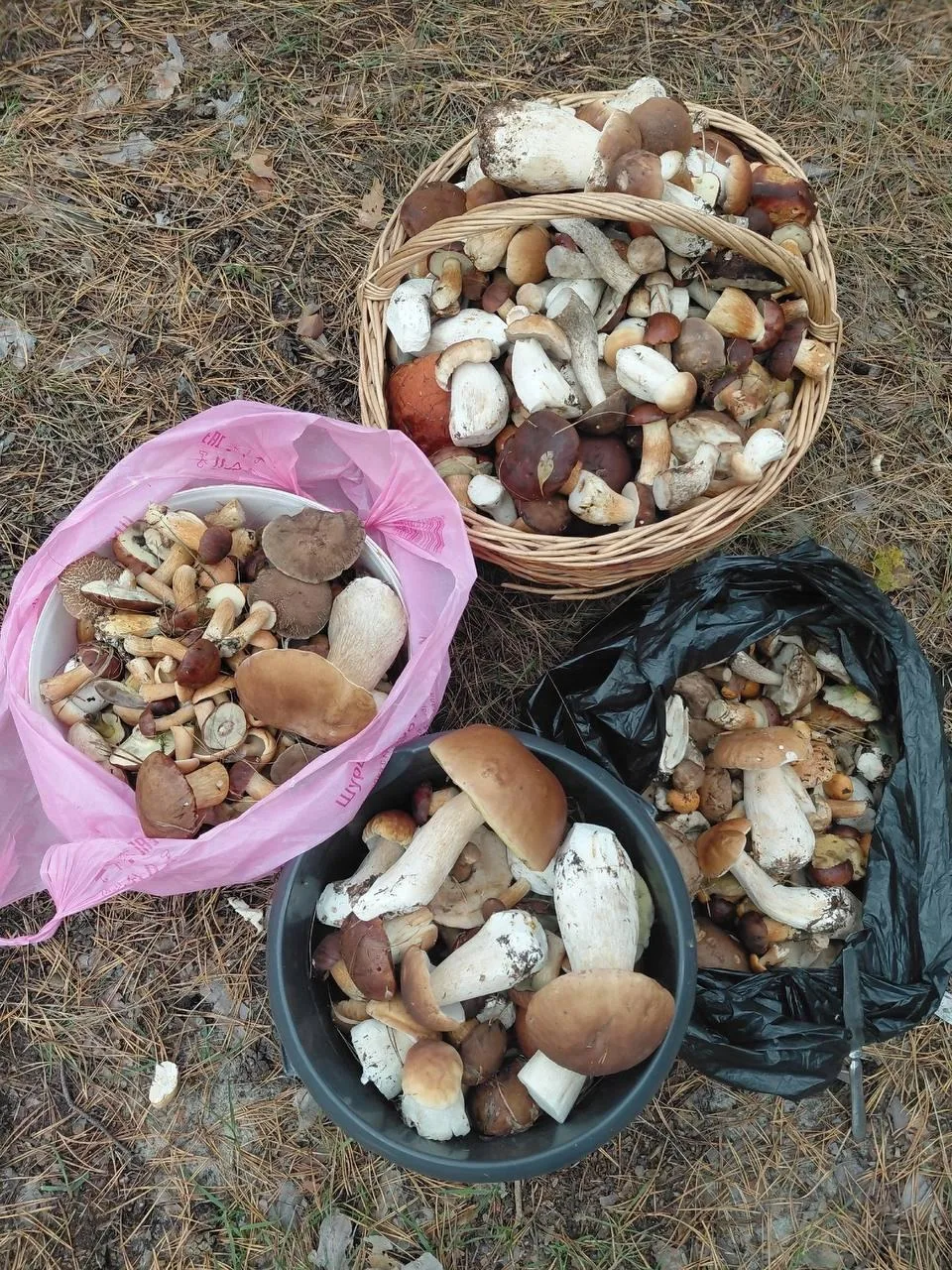 🍄‍🟫 Итоги тихой охоты в Воронеже на исходе сентября