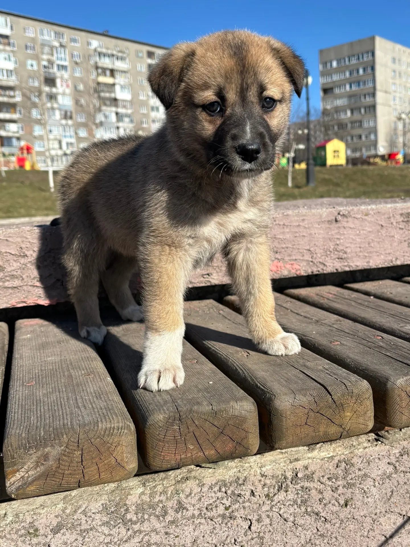 Коллаборация ЧГУ с приютом ЗооЩит: знакомим вас с собаками, которые ждут своего дома 💫  Кейси —  дву