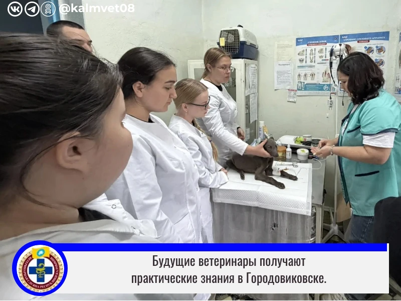 Студенты-ветеринары Башантинского колледжа проходят в эти дни производственную практику на базе БУ Р