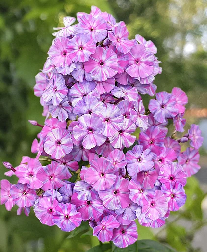 🌸 Флокс метельчатый «Отэм Джой» 

Есть растения, которые словно собирают в себе весь уют последни