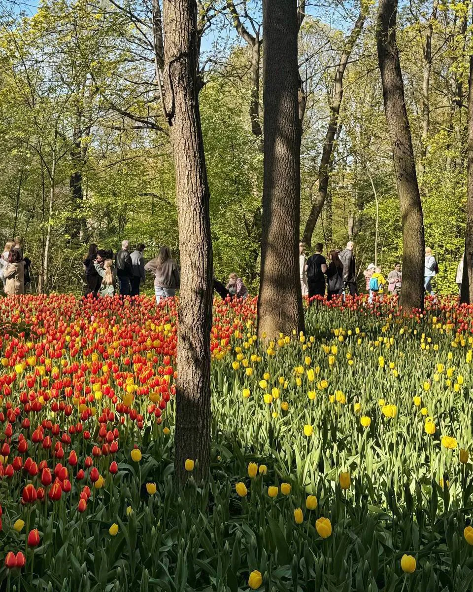 Тюльпаномания на Елагином❤️  Мы каждый год ездим на остров посмотреть Фестиваль тюльпанов — 16-17 и 