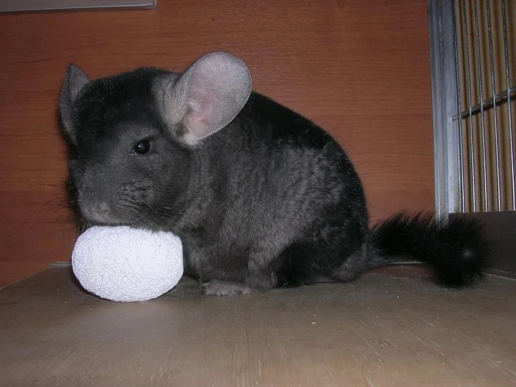 - Какой минеральный камень купить шиншилле?!?🐭