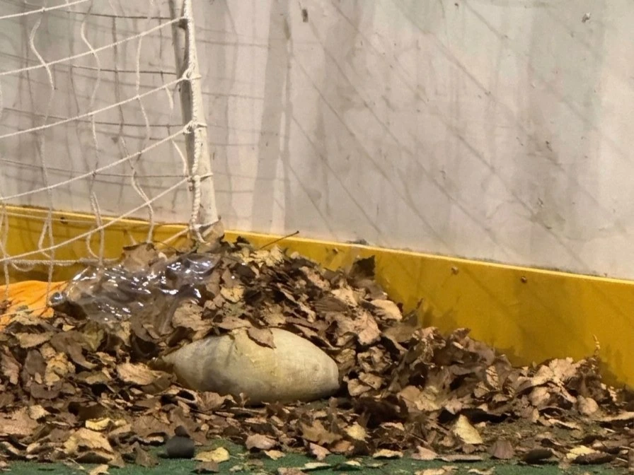 🧹 Во дворе не провели уборку территории
