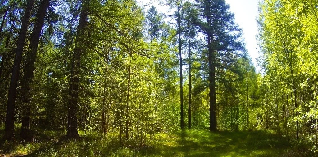 Лес - это место, где можно насладиться красотой природы и свежим воздухом. Каждое утро ...