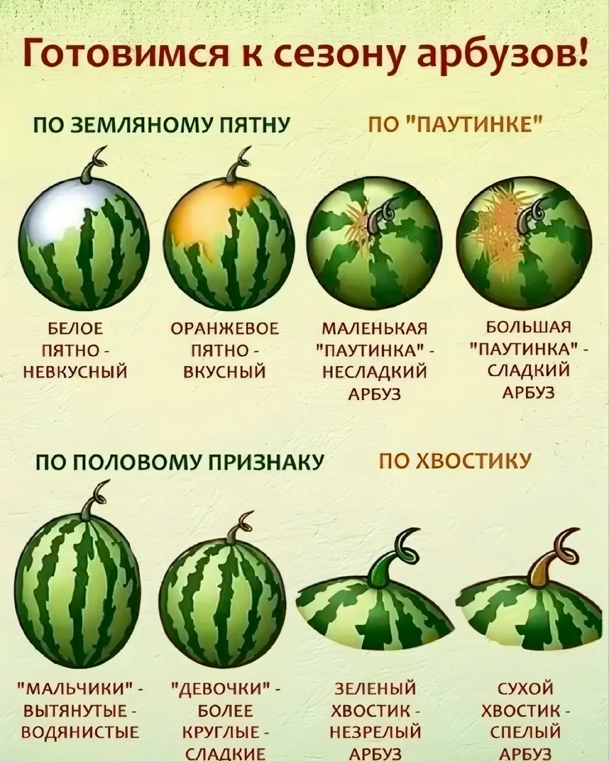 🍉 Сезон арбузов уже начинается