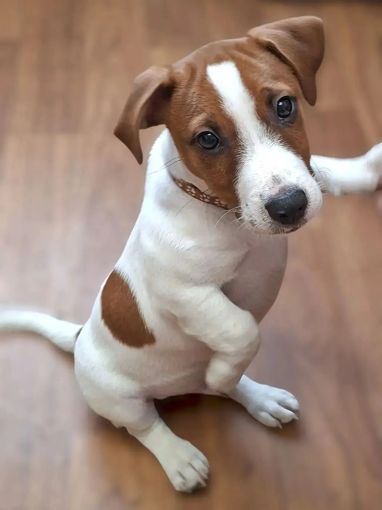 Знакомьтесь, это Джек! 🐾🐶