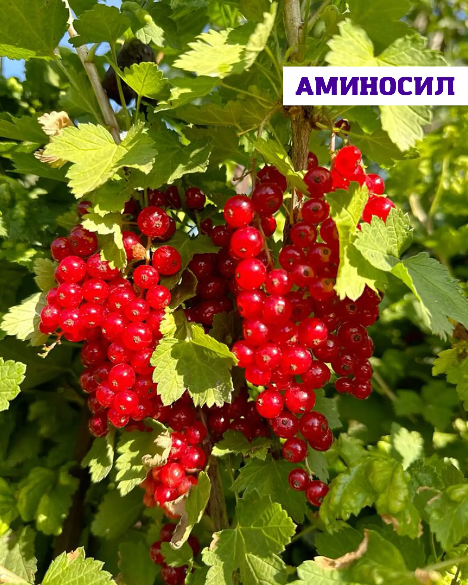 Хотите, чтобы смородина радовала крупными, сладкими и ароматными ягодами? 🍒

Есть простая подкормка