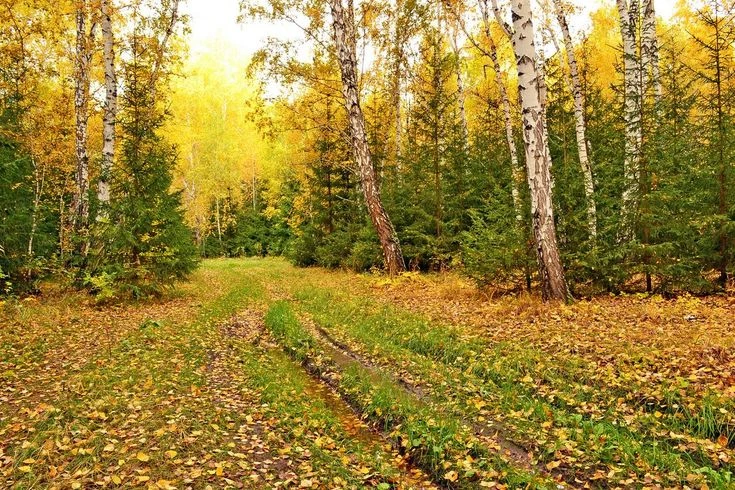 О лесопожарной обстановке в лесах Ивановской области на 6 сентября 2026 года🔥🌲