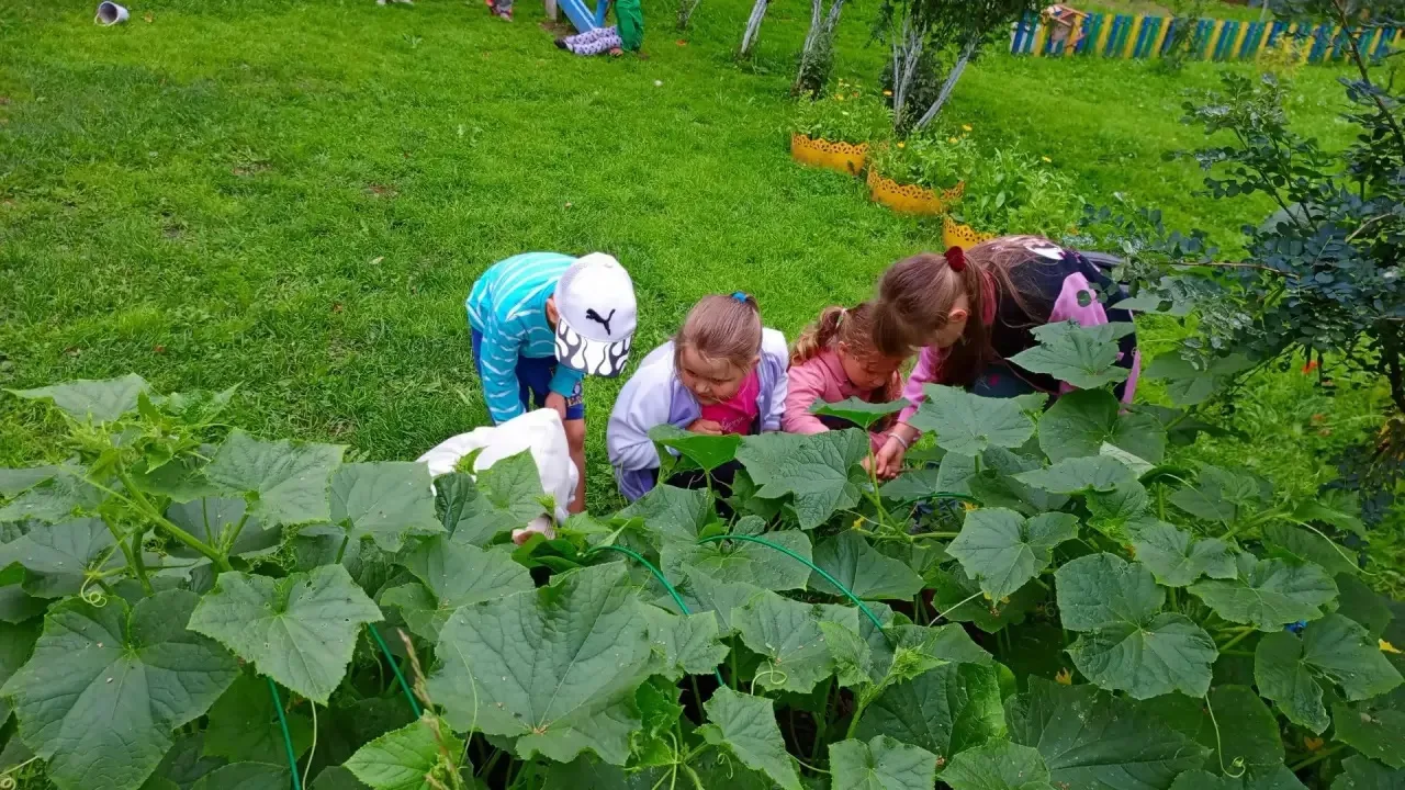 🌱 Первый урожай огурцов в группе «Ежата» 🥒

Ура — в старшей группе «Ежата» собрали первые огурчики