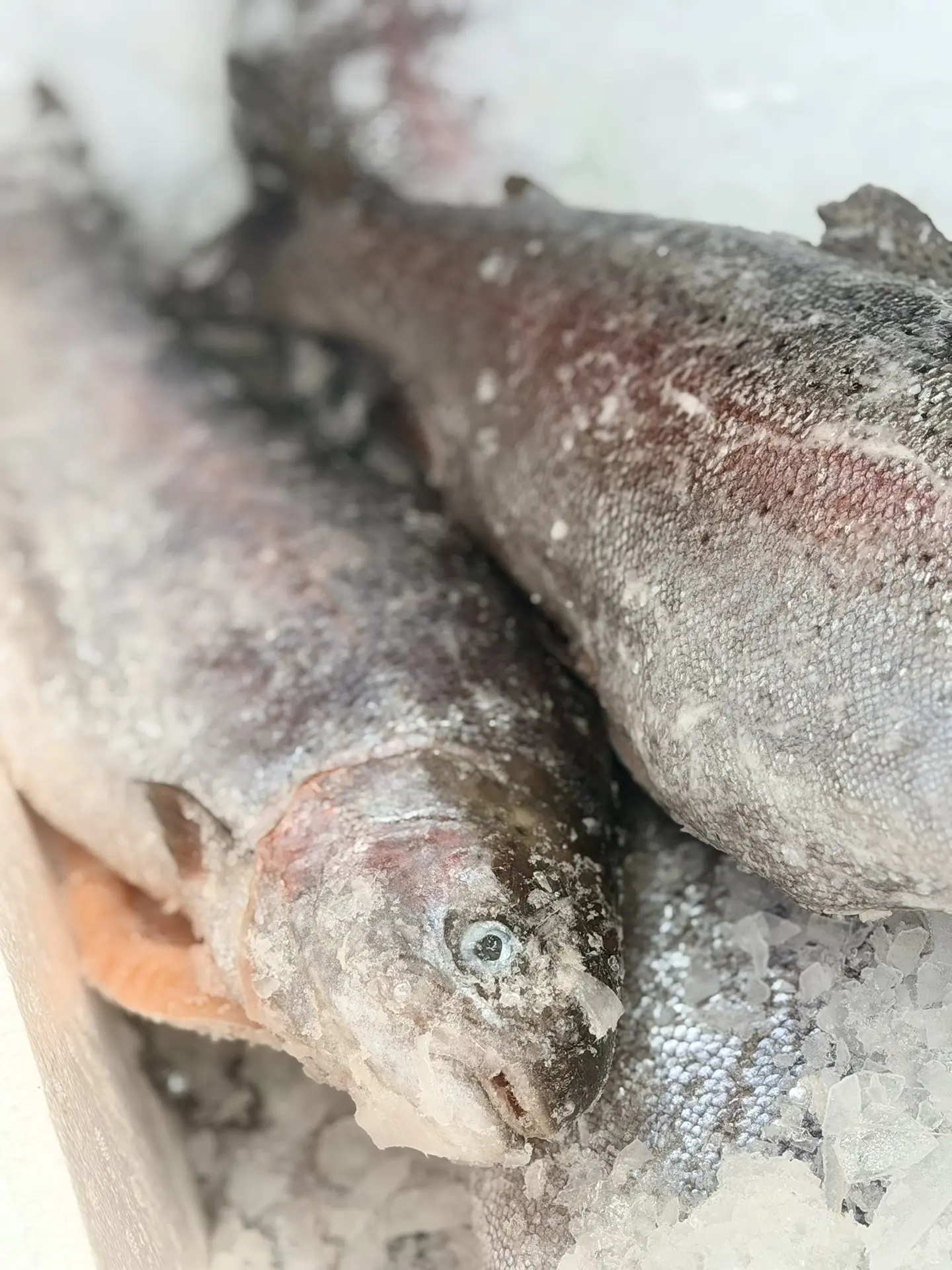 Во все наши магазины поступила  ОХЛАЖДЕННАЯ ФОРЕЛЬ из Мурманска   🐟 Свежая, охлаждённая, потрошеная—