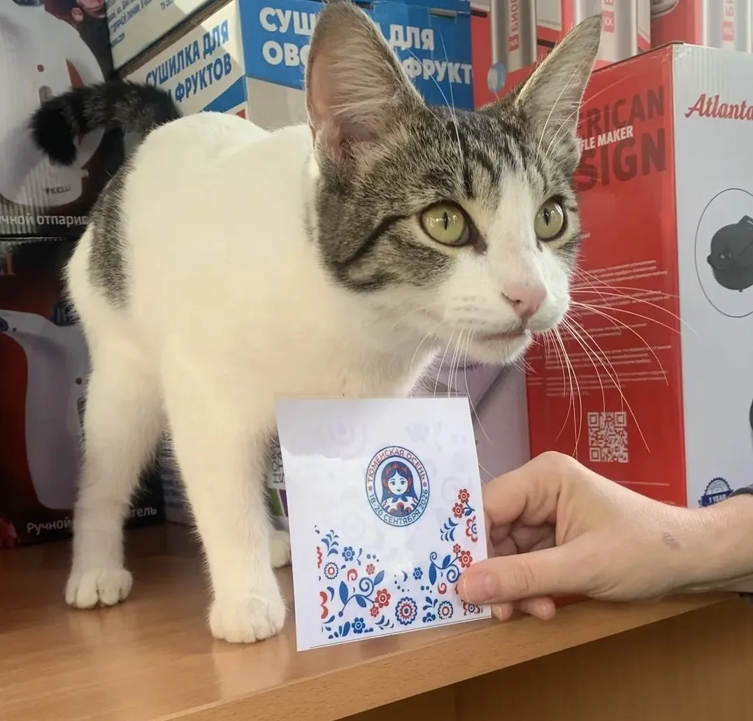 ❤ 🐱Сегодня даже кошки понимают, куда им нужно направиться. 🐾 На одной из площадок в Я...