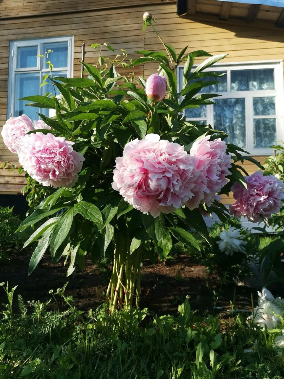 💌 Ваши фото и отзывы:

Зацвел шикарный пион Кенингин Вильгельмина. Спасибо за красоту Гаршинка.ру

