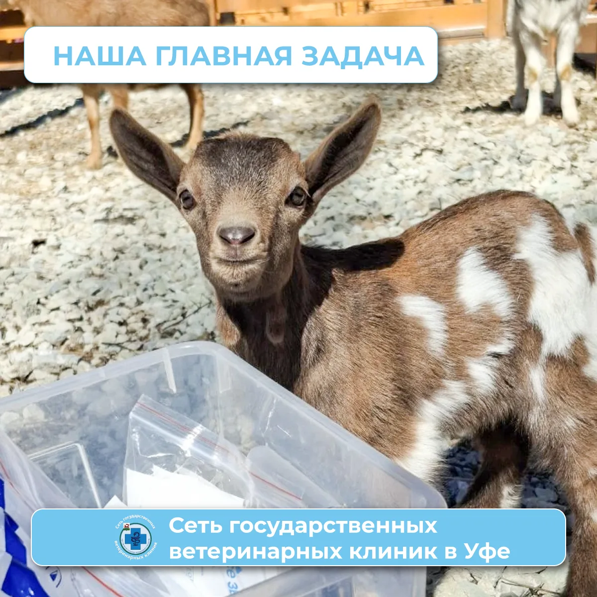 Наша главная задача — обеспечить эпизоотическое и ветеринарно-санитарное благополучие г...