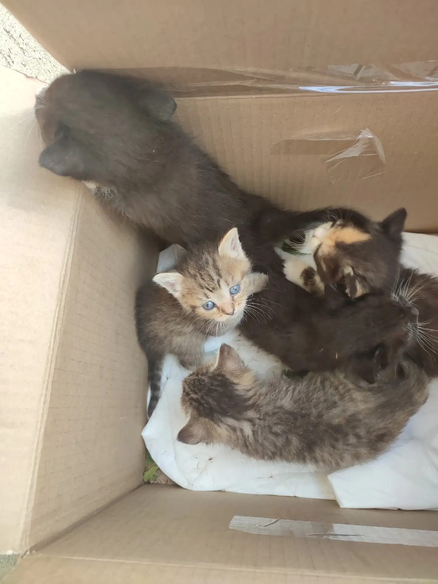 На МЖК Октябрьская 88 кошка родила котят живут в коробке на улице . Скоро холода замёрз...