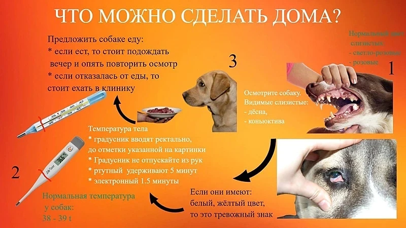 ❗Пироплазмоз (бабезиоз) у собак — сезонное паразитарное заболевание крови, которое пора...