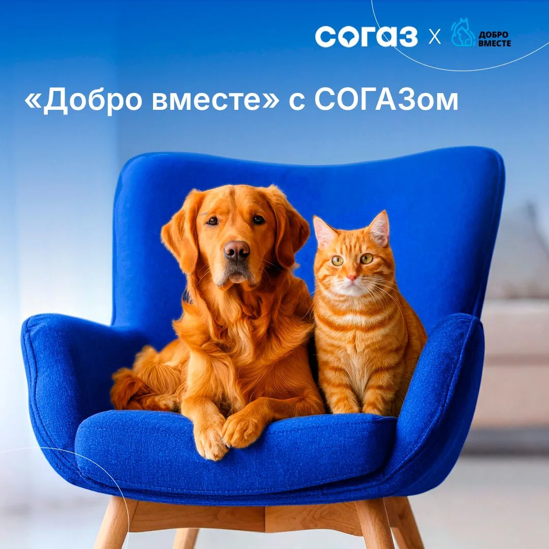 СОГАЗ и фонд «Добро вместе» запускают совместный проект помощи бездомным животным. Мы считаем, что в
