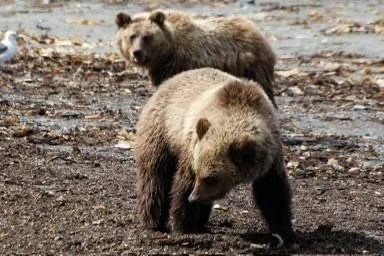 🐻 Минприроды предупредило об особой активности медведей в ближайшие недели