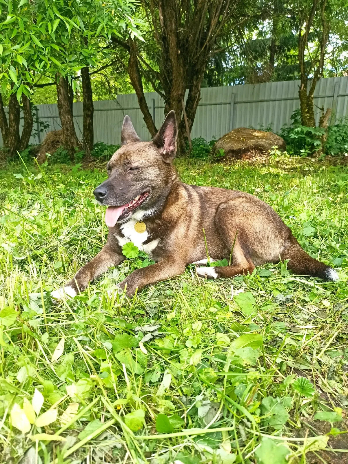 🐕 привет из 🏠