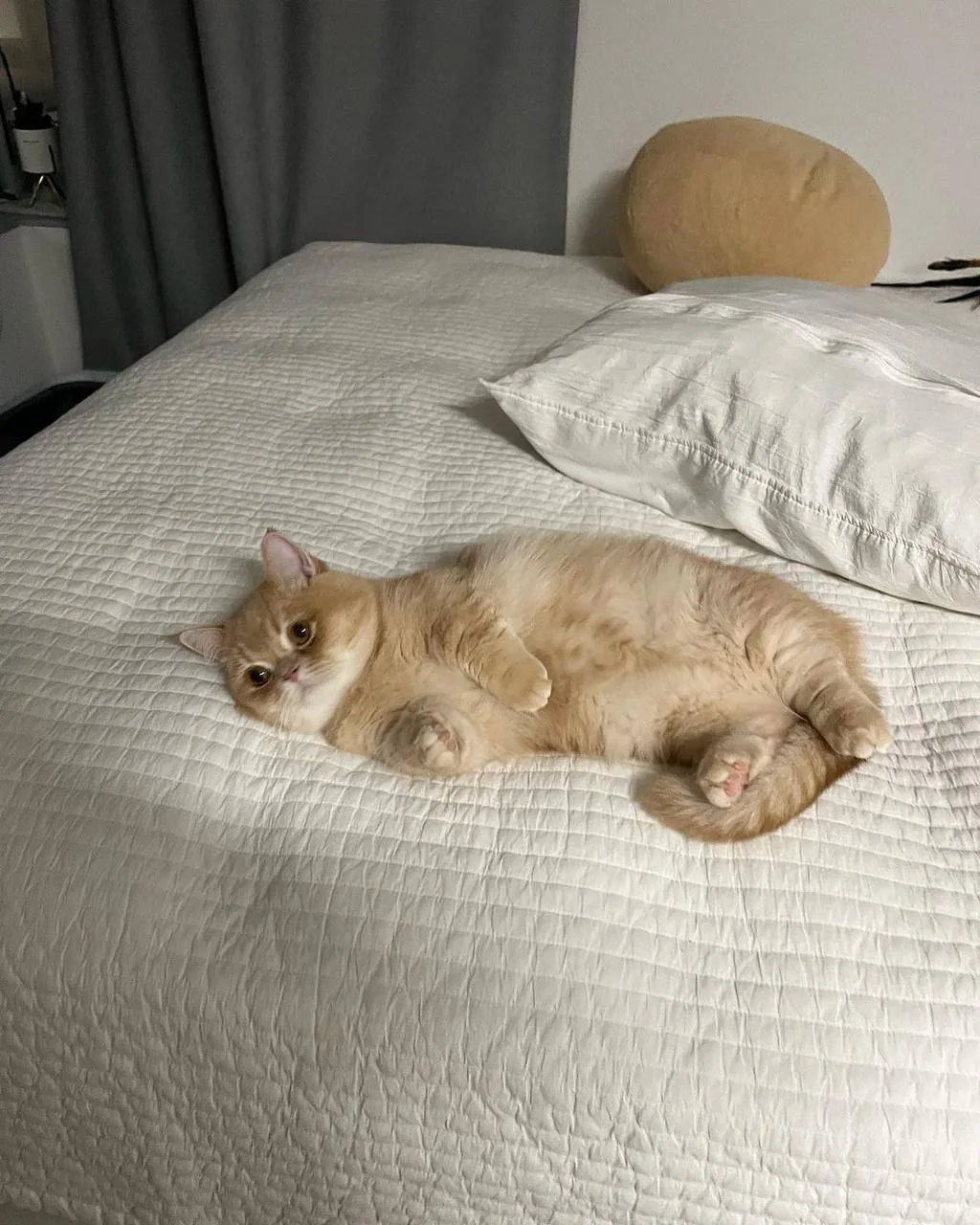 Набрала чуточку.

милота - ❤️

🌟 Котейная. Котики и собачки Telegram | MAX