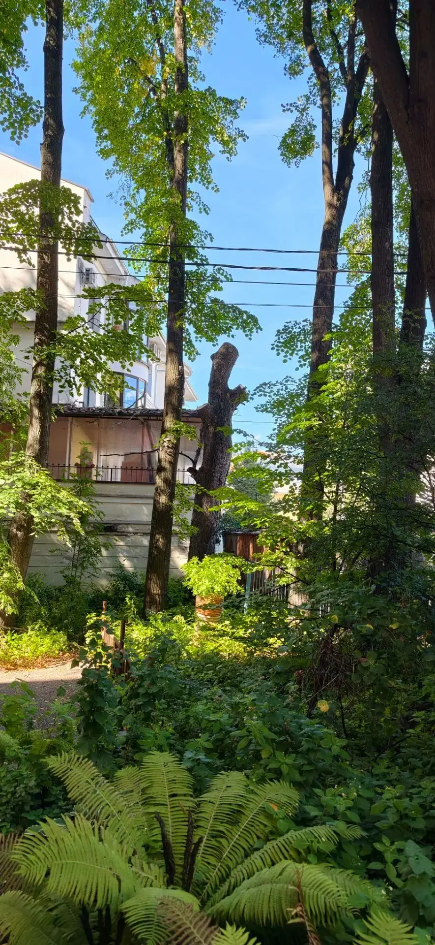 🌳 Отработали заявку на спил тополя во дворе многоквартирного дома на Максимова,4!