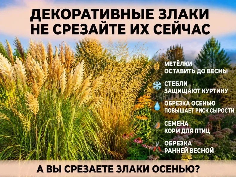 К концу августа декоративные злаки могут выглядеть так, будто сезон для них заканчивает...