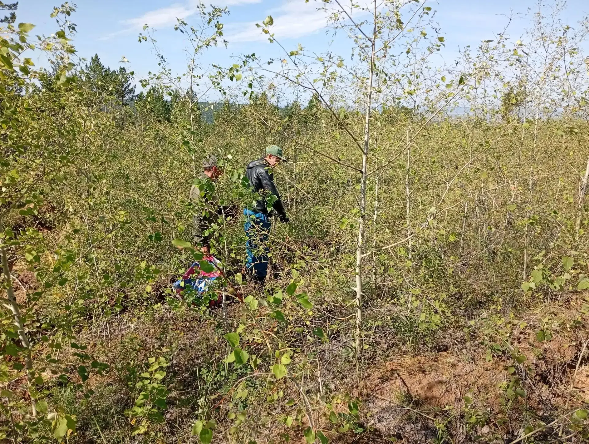🌲🌳Сотрудники КГСАУ «Забайкаллесхоз» проводят плановые работы по дополнению лесных кул...