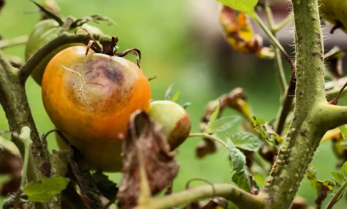 🍅 ФИТОФТОРА В ИЮЛЕ: почему жара не спасает, а провоцирует болезнь!
Думаете, летний зной «высушит» ф