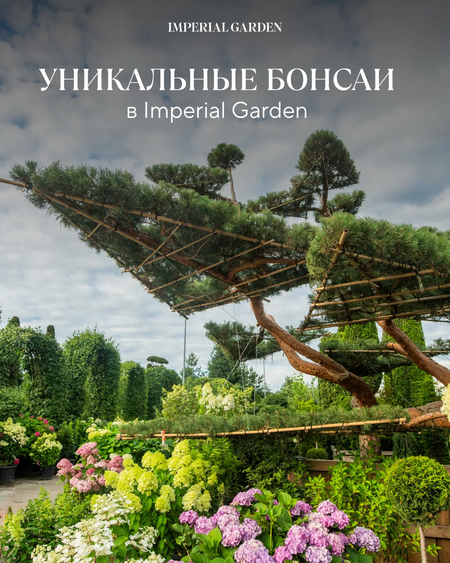Эксклюзивные растения в Imperial Garden