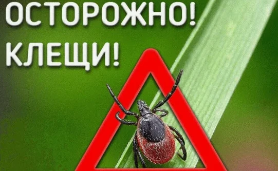 Клещи: Будьте бдительны!
Наслаждайтесь красотой природы во время прогулок, не забывайте о мерах пред