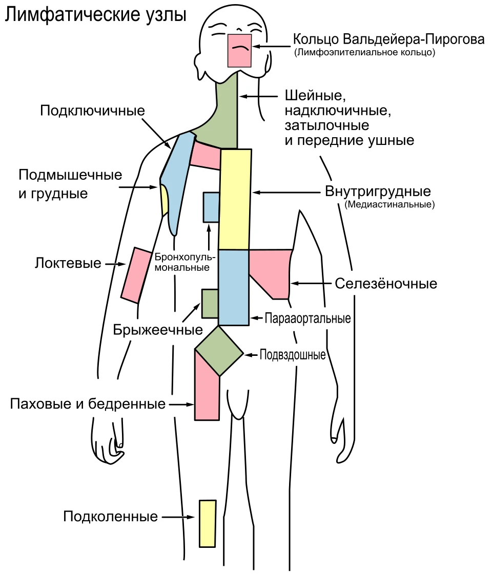 #СловарьОнкоЦентра: Лимфатическая система