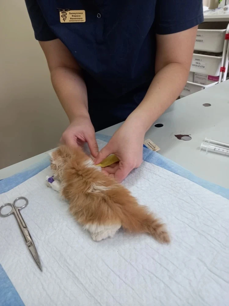 🐾 Маленькие лапки, большое доверие: уход за котёнком 🐾