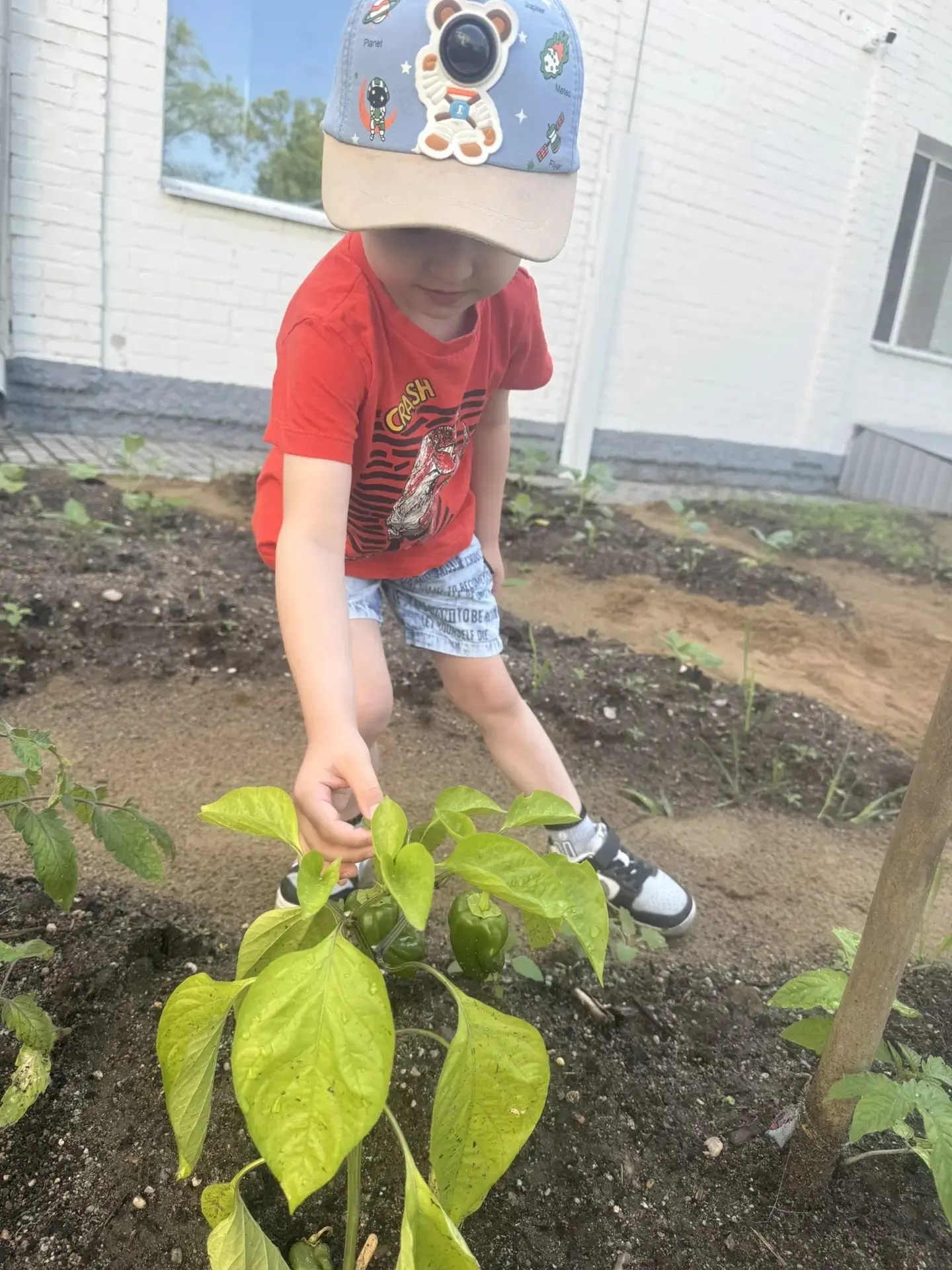 Урожайный сезон в детском саду! 🌿🥕

В этом году наш огород радует глаз и обещает богатый урожай. В