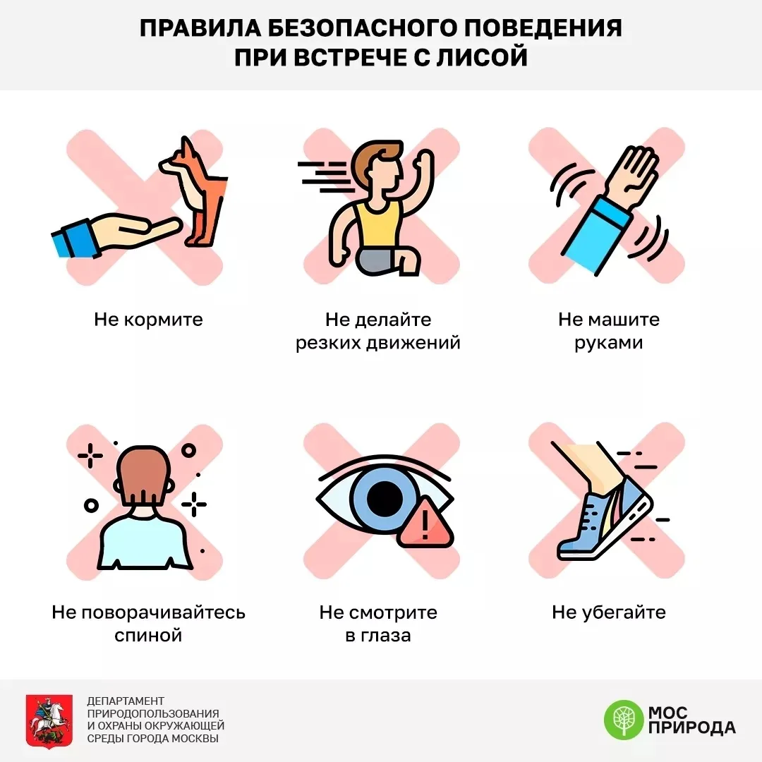 🦊При встрече с дикой лисой важно сохранять спокойствие и избегать контакта с животным
 
Некоторые р