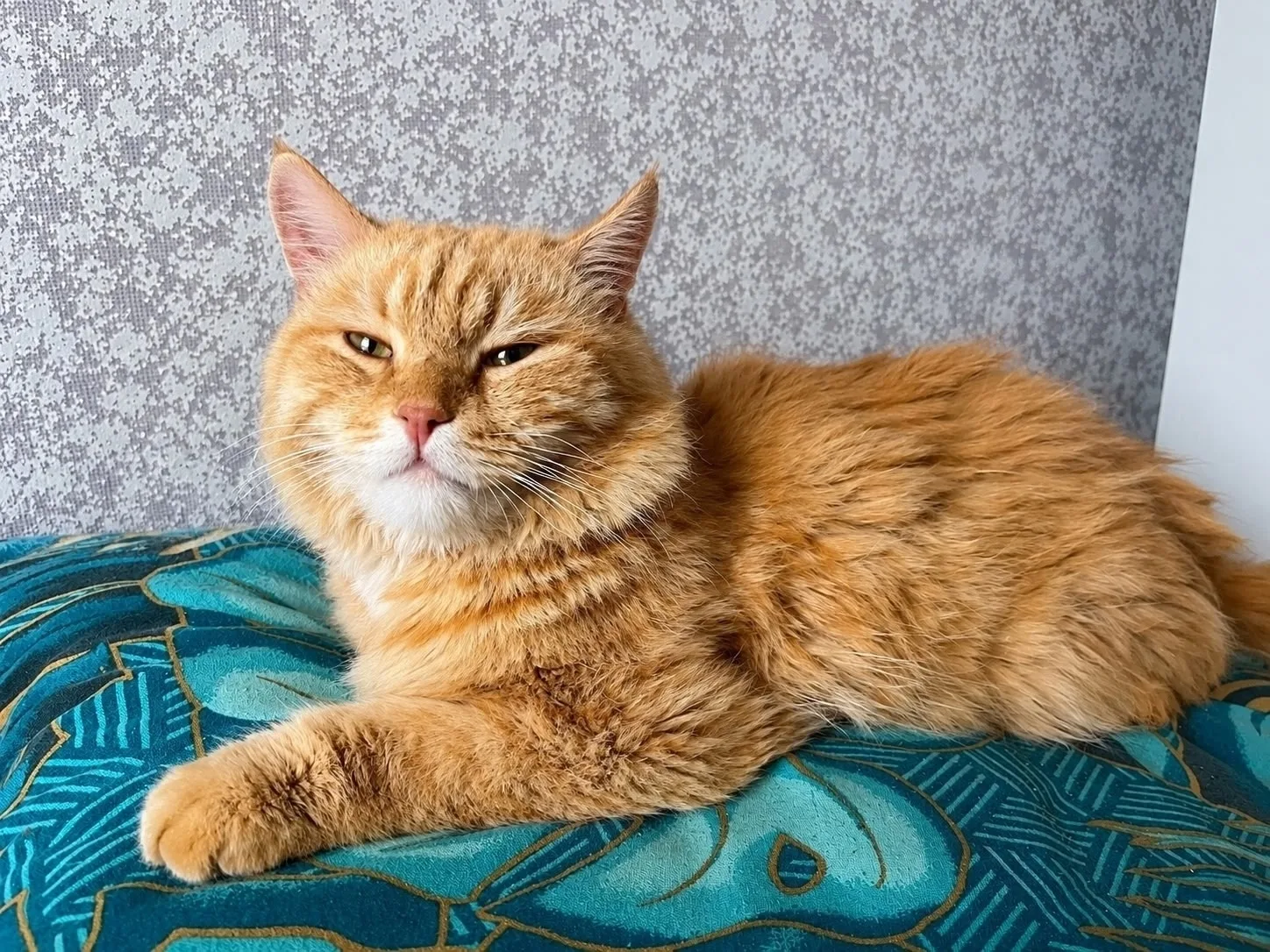 🧡🧡🧡 Два рыжих котика-обормотика Лис и Мотя ищут свой дом — каждый свой!