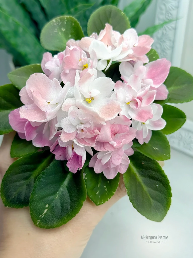 АВ-Ягодное Счастье